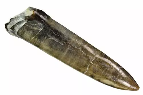 Avant - fossile brut